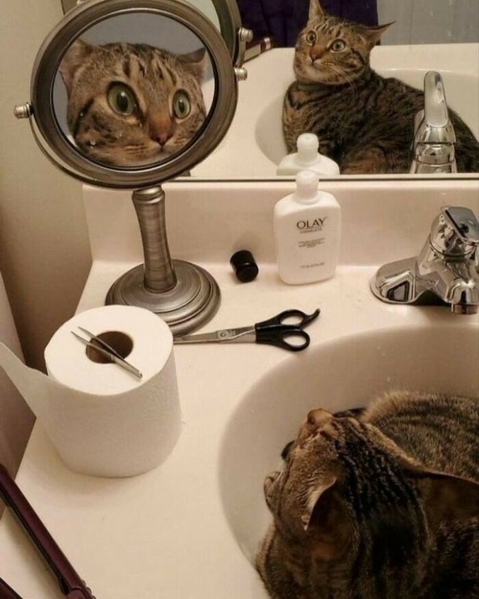 Gato curioso en el baño mirando un espejo con ojos grandes, mostrando humor y estilo en esta escena felina divertida. Gato curioso en el baño mirando un espejo con ojos grandes, mostrando humor y estilo en esta escena felina divertida.
