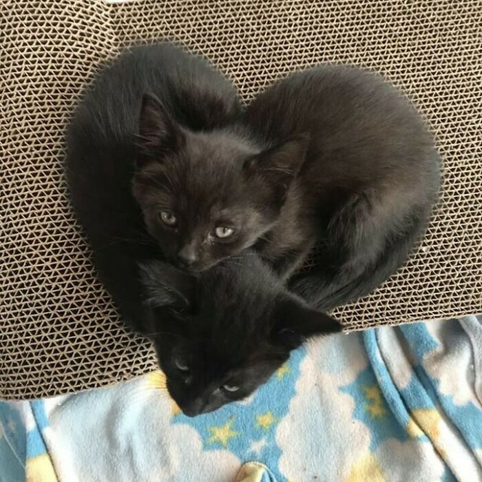 Dos gatitos negros acurrucados formando un corazón, mostrando felinos perfectos para pasarela y entretenimiento cómico. Dos gatitos negros acurrucados formando un corazón, mostrando felinos perfectos para pasarela y entretenimiento cómico.