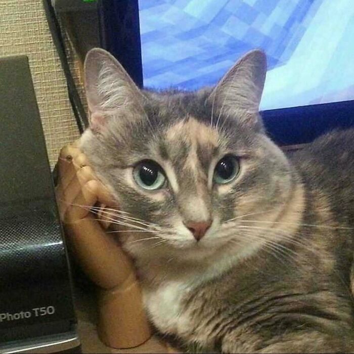 Gato con ojos verdes apoyado en mano decorativa de madera cerca de pantalla digital en espacio interior, mostrando ternura felina. Gato con ojos verdes apoyado en mano decorativa de madera cerca de pantalla digital en espacio interior, mostrando ternura felina.