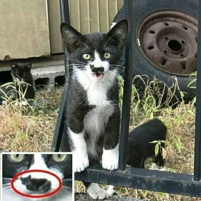 Gato blanco y negro peculiar junto a reja con gatitos al fondo, mostrando encanto felino para catwalk y comedia. Gato blanco y negro peculiar junto a reja con gatitos al fondo, mostrando encanto felino para catwalk y comedia.