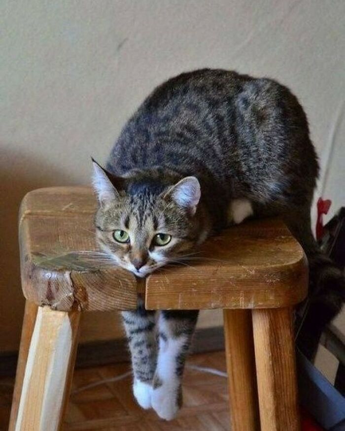 Gato pardo relajado apoyado en un banco de madera, mostrando la ternura de los kitties para el catwalk y comedia. Gato pardo relajado apoyado en un banco de madera, mostrando la ternura de los kitties para el catwalk y comedia.