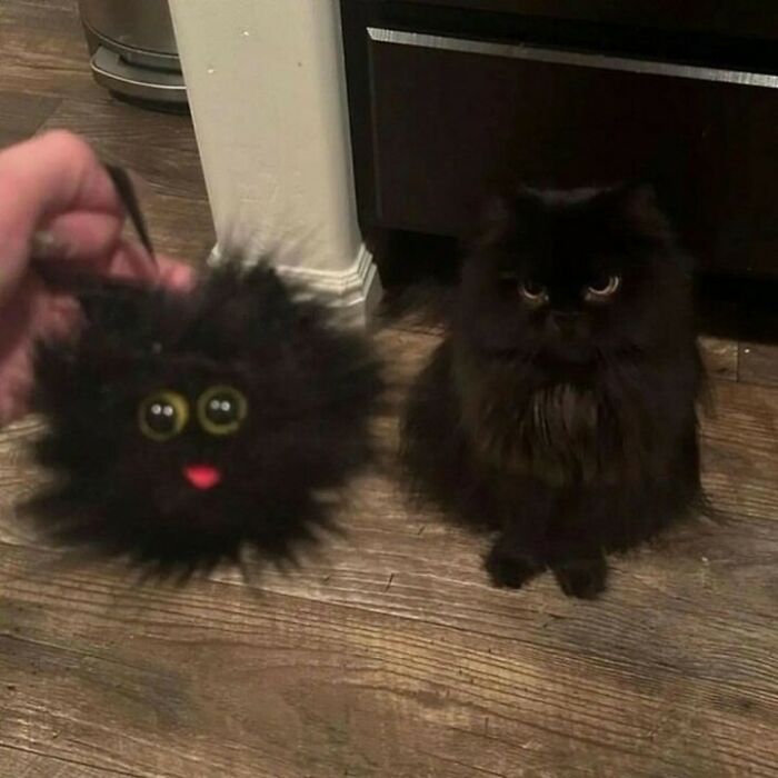 Gato negro peludo junto a un juguete felino parecido, mostrando adorables momentos de kitties purr-fect. Gato negro peludo junto a un juguete felino parecido, mostrando adorables momentos de kitties purr-fect.