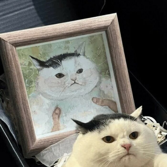 Gato con expresión seria junto a retrato pintado, mostrando felinos perfectos para pasarela y comedia. Gato con expresión seria junto a retrato pintado, mostrando felinos perfectos para pasarela y comedia.