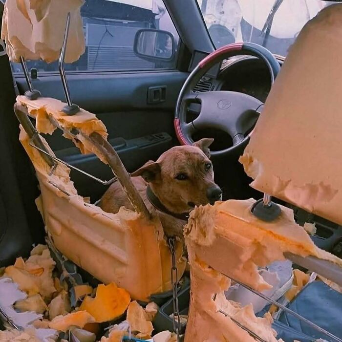 Perro sentado en auto con asientos destruidos y espuma rota, imagen extraña y bizarra para los no fácilmente ofendidos.