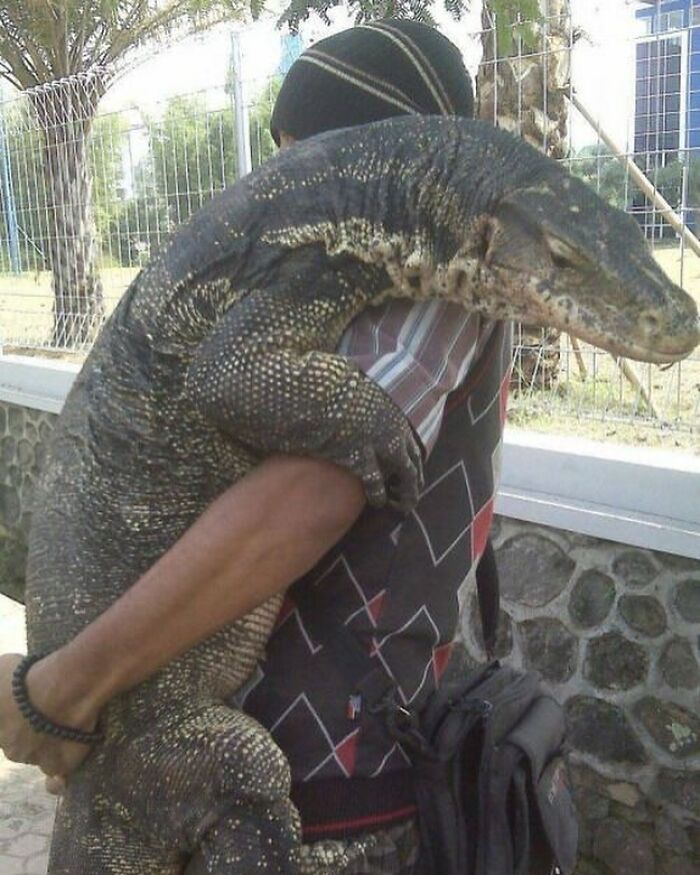 Hombre cargando lagarto gigante en imagen extraña y bizarra, ejemplo de imágenes raras no para personas fácilmente ofendidas.