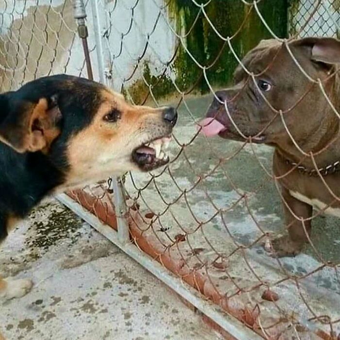 Perro agresivo frente a cerca confrontando a pitbull tranquilo, imagen extraña y bizarra no para fácilmente ofendidos.