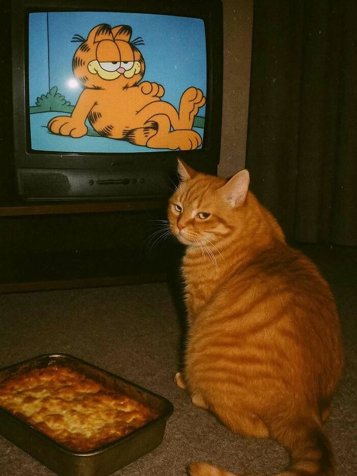 Gato naranja sentado frente a televisión con dibujo animado de gato similar, imagen de memes adorables de gatos.