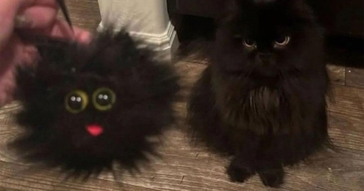 Gato negro peludo sentado junto a juguete similar con ojos grandes y expresiu00f3n adorable en piso de madera.