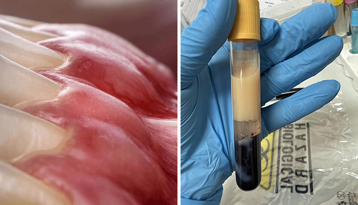 22 Publicaciones médicas extrañas e inquietantes compartidas en internet