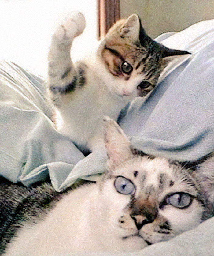 Gato pequeño levantando la pata y gato adulto acostado, captura del momento antes de un desastre felino.