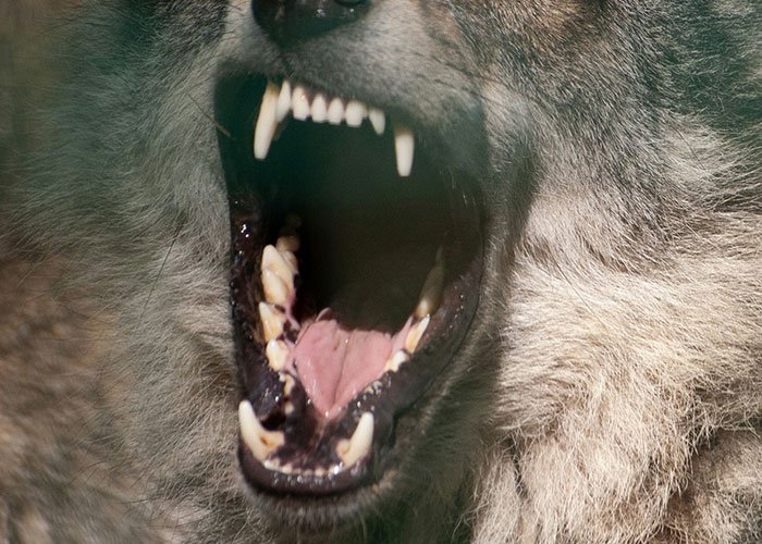Primer plano de los dientes y boca abierta de un lobo mostrando detalles sorprendentes encontrados en exámenes forenses. Primer plano de los dientes y boca abierta de un lobo mostrando detalles sorprendentes encontrados en exámenes forenses.
