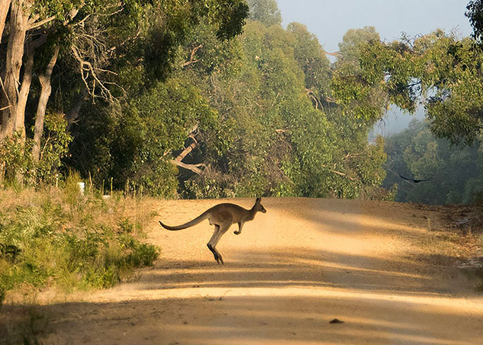 Canguro saltando en un camino rural rodeado de vegetación, relacionado con hallazgos increíbles en autopsias según expertos. Canguro saltando en un camino rural rodeado de vegetación, relacionado con hallazgos increíbles en autopsias según expertos.