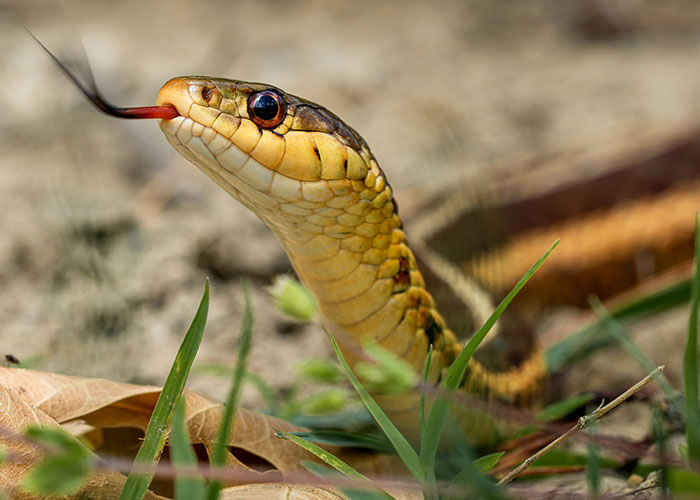 Serpiente amarilla con lengua bifurcada fuera, encontrada como hallazgo sorprendente durante autopsias forenses. Serpiente amarilla con lengua bifurcada fuera, encontrada como hallazgo sorprendente durante autopsias forenses.