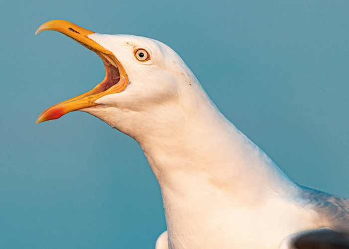 Gaviota blanca con pico abierto capturada en primer plano, ilustrando momentos de karma instantáneo en la naturaleza.