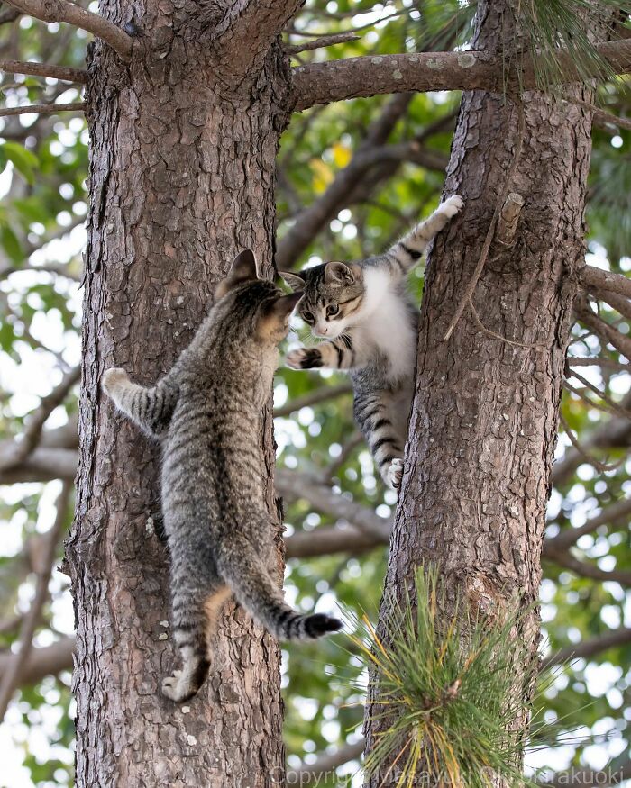 Dos gatos juguetones trepando árboles, mostrando el lado peculiar y juguetón de los gatos en la naturaleza.
