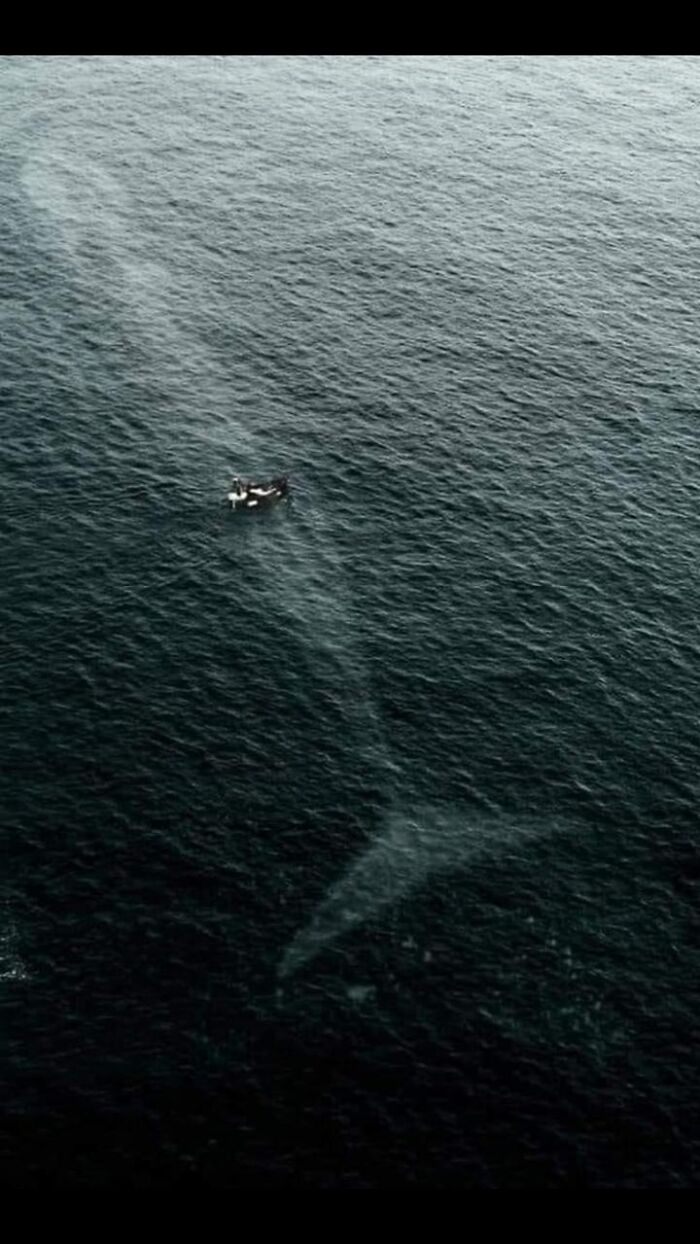 Un barco pequeño en el océano navegando sobre la sombra de una gran ballena, mostrando daño ambiental visible.