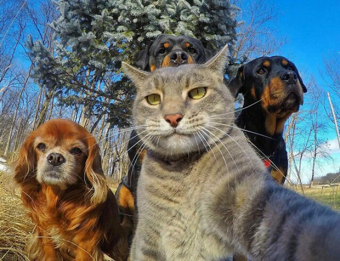 Gato y perros toman selfies divertidas y adorables de animales al aire libre con fondo de pinos y cielo azul.