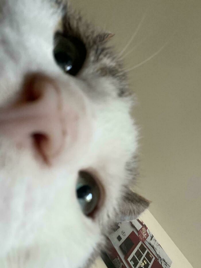Primer plano de un gato haciendo un selfie divertido y adorable, ejemplo de animal selfie para portadas de álbumes.