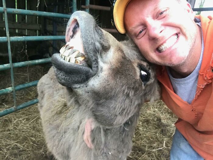 Hombre sonriente junto a burro haciendo un selfie divertido y entrañable de animales en un establo rural.