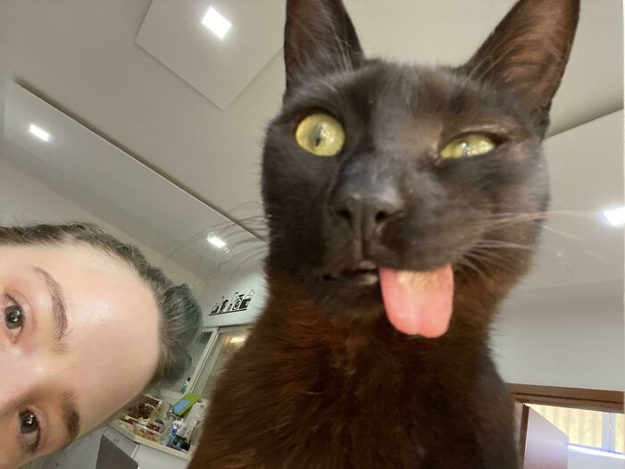 Gato negro haciendo selfie gracioso con la lengua afuera en casa, mostrando un momento animal divertido y entrañable.