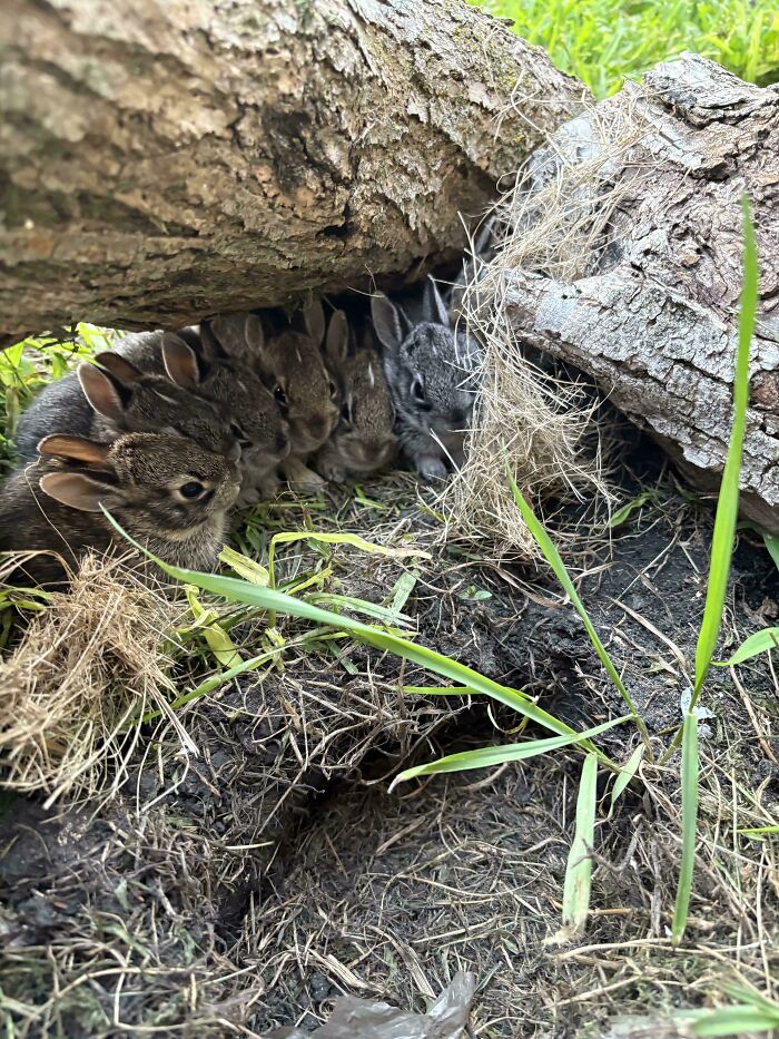 Grupo de conejitos acurrucados bajo troncos en entorno natural, imagen ideal para eye bleach y restaurar la tranquilidad visual.