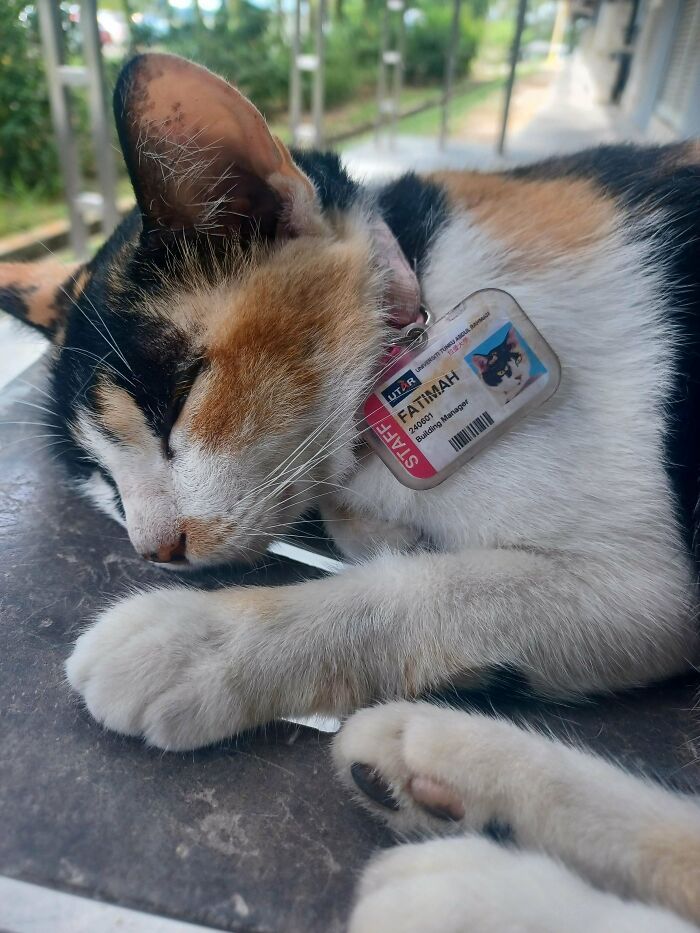 Gato tricolor durmiendo plácidamente con placa de identificación, imagen relajante para aliviar vista.