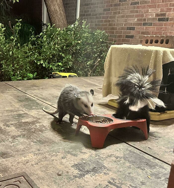 Mapache y zarigüeya comiendo junto a un plato rojo en patio exterior en imagen para 50 eye bleach pics restaurar equilibrio.