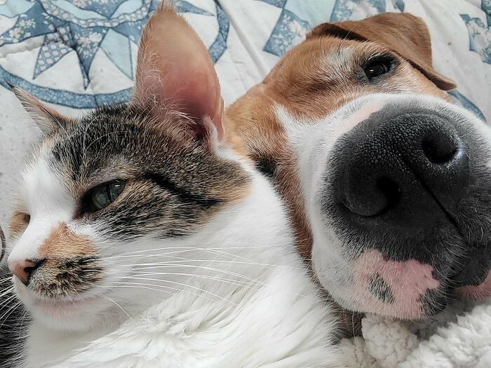 Gato y perro descansando juntos sobre manta, imágenes de eye bleach para restaurar el ánimo y equilibrio emocional.