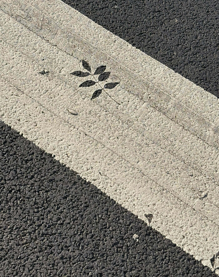 Hoja perfectamente impresa en línea blanca de asfalto, un divertido fail de personas que siguen instrucciones al pie de la letra.