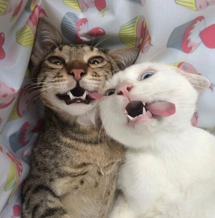 Gatos haciendo divertidos y tiernos selfies de animales con expresiones graciosas que parecen portadas de álbumes.
