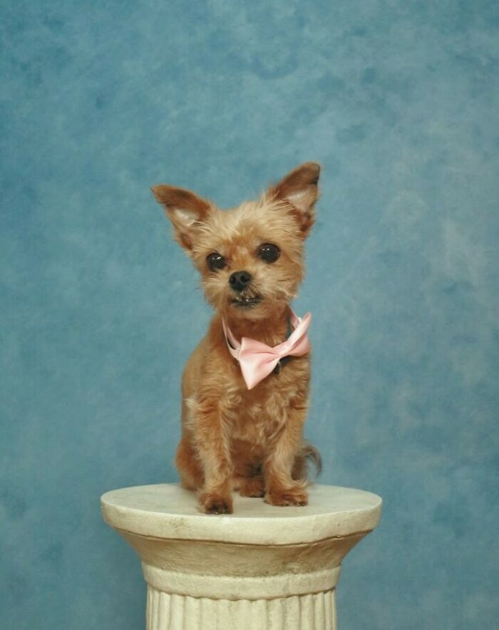Perro pequeño con moño rosa posando sobre columna, ejemplo divertido de fallos en fotos familiares famosas en Internet.