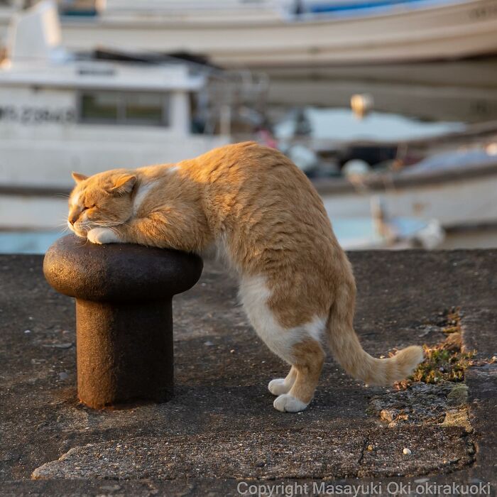Gato juguetón y peculiar apoyado en un muelle junto a botes, mostrando el lado divertido de los gatos.
