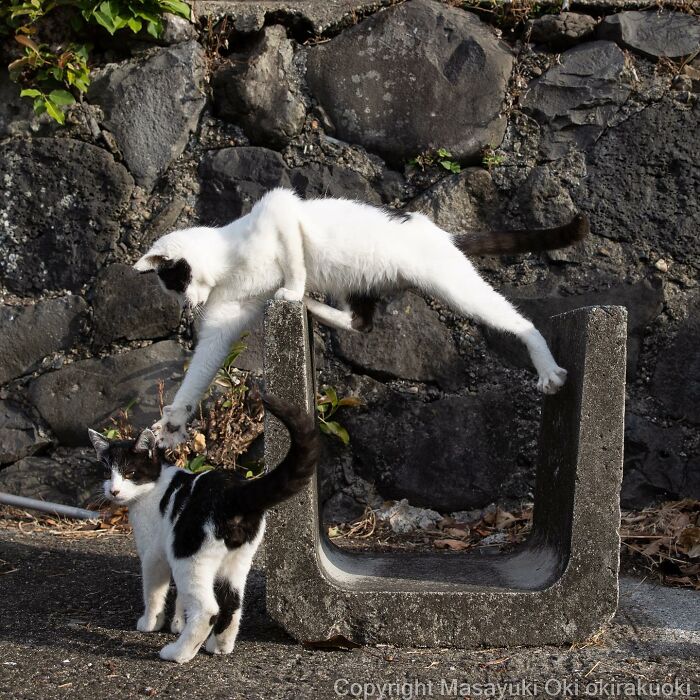 Dos gatos juegan y saltan mostrando el lado juguetón y peculiar de los gatos en un entorno al aire libre.