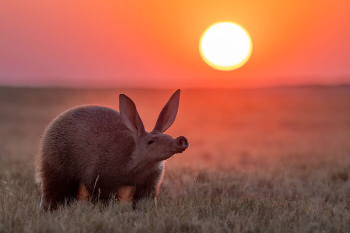 Fotografía de naturaleza de un oso hormiguero en el atardecer, imagen ganadora en fotografía de naturaleza 2025.