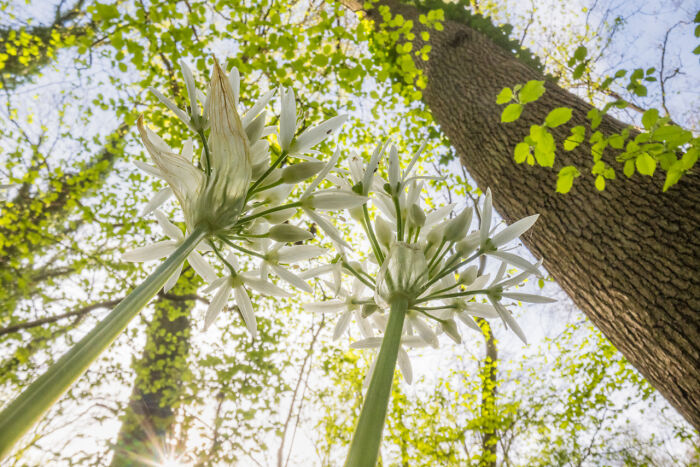 Flores blancas de naturaleza con árbol y luz solar, imagen ganadora destacada de fotógrafo de naturaleza 2025.