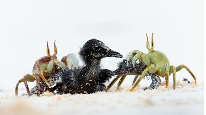 Pájaro joven atrapado en la arena con cangrejos cerca, imagen ganadora de fotógrafo de naturaleza 2025.