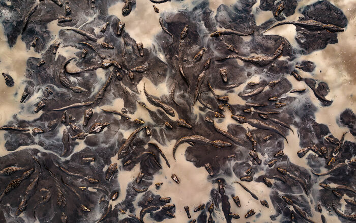Imagen aérea de cocodrilos en agua fangosa, destacando una de las impresionantes fotos ganadoras de fotógrafo de naturaleza.