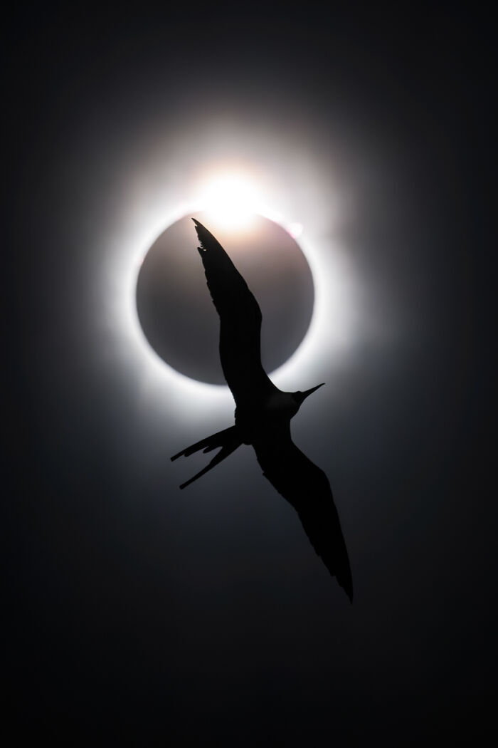 Silueta de ave volando frente a un eclipse solar durante competición de fotografía de naturaleza 2025.