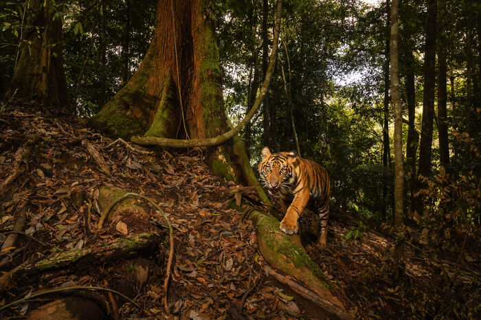 Tigre caminando en bosque denso capturado en imágenes ganadoras de fotógrafo de naturaleza del año 2025.