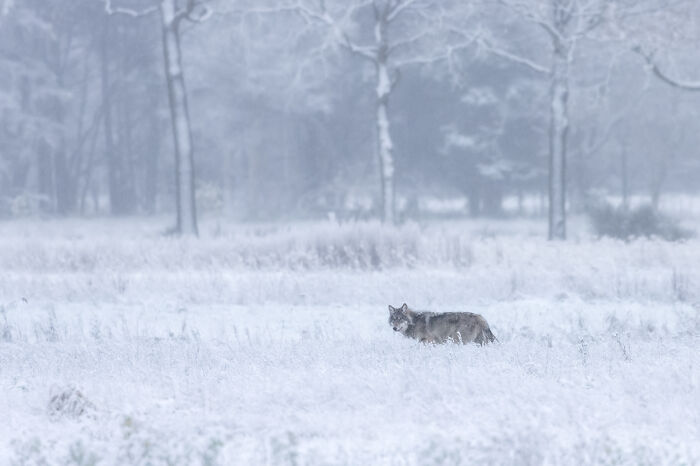 Lobo solitario en paisaje nevado capturado en imágenes ganadoras de fotografía de naturaleza 2025.