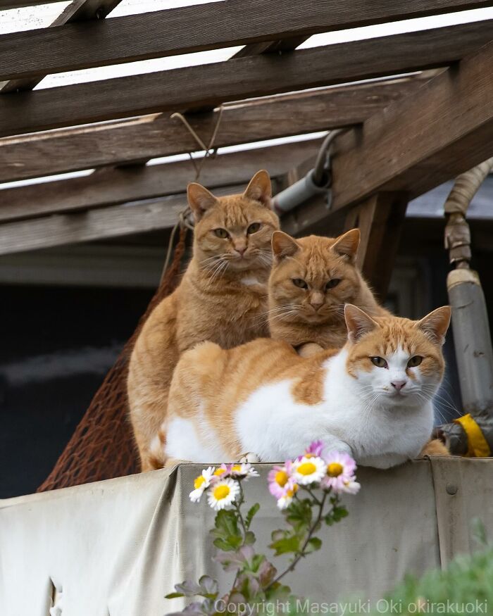 Tres gatos naranjas jugando juntos en un entorno natural, mostrando el lado juguetón y peculiar de los gatos.