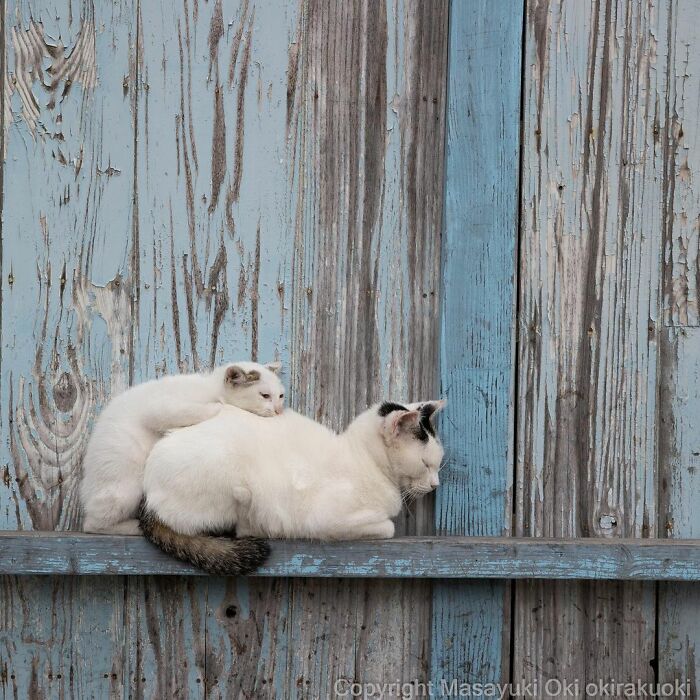 Gato adulto y gatito blanco en repisa de madera azul, mostrando el lado juguetón y peculiar de los gatos.