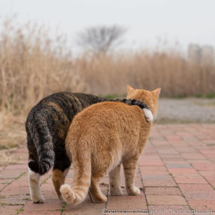 Dos gatos jugando juntos al aire libre, mostrando el lado juguetón y peculiar de los gatos en fotografía.