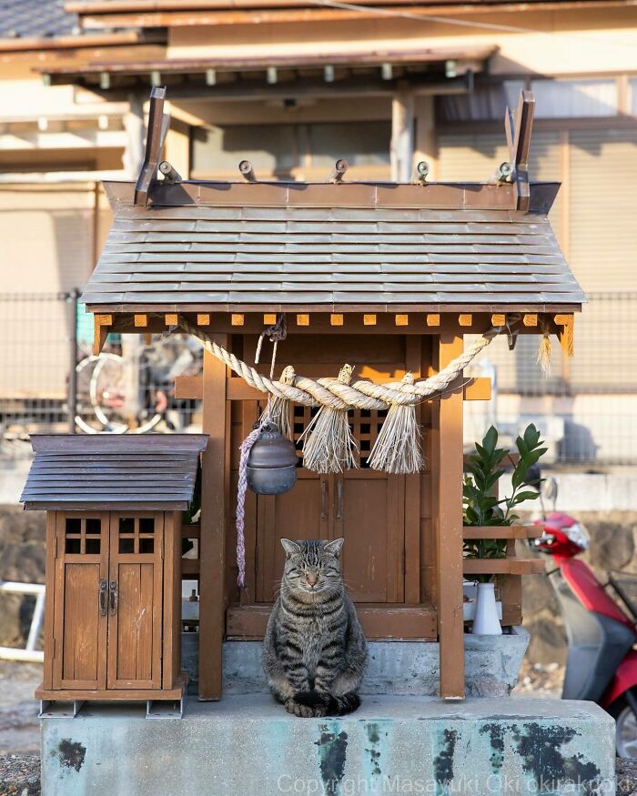 Gato jugando y posando frente a una estructura tradicional japonesa en fotos que celebran la diversión y singularidad felina.