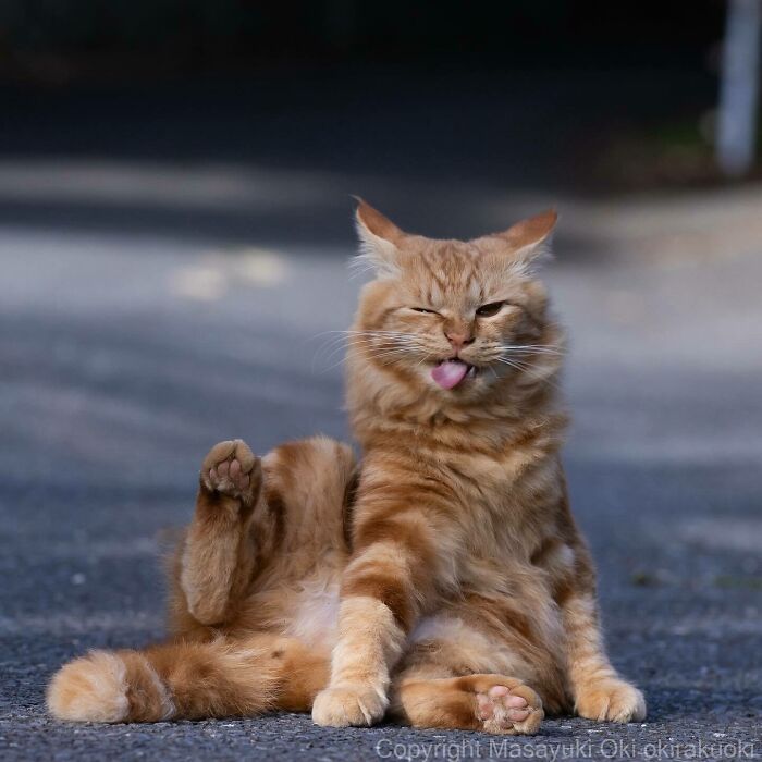 Gato juguetón y peculiar sentado en la calle mostrando su lado divertido en fotos de gatos de Masayuki Oki.