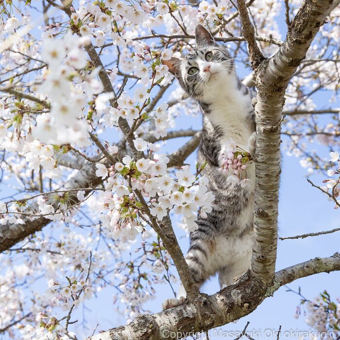Gato juguetón y curioso entre flores de cerezo, mostrando el lado divertido y peculiar de los gatos en la naturaleza.