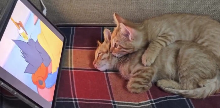 Dos gatitos abrazados mirando dibujos animados en una tablet, imagen para equilibrar contenidos desagradables con fotos agradables.
