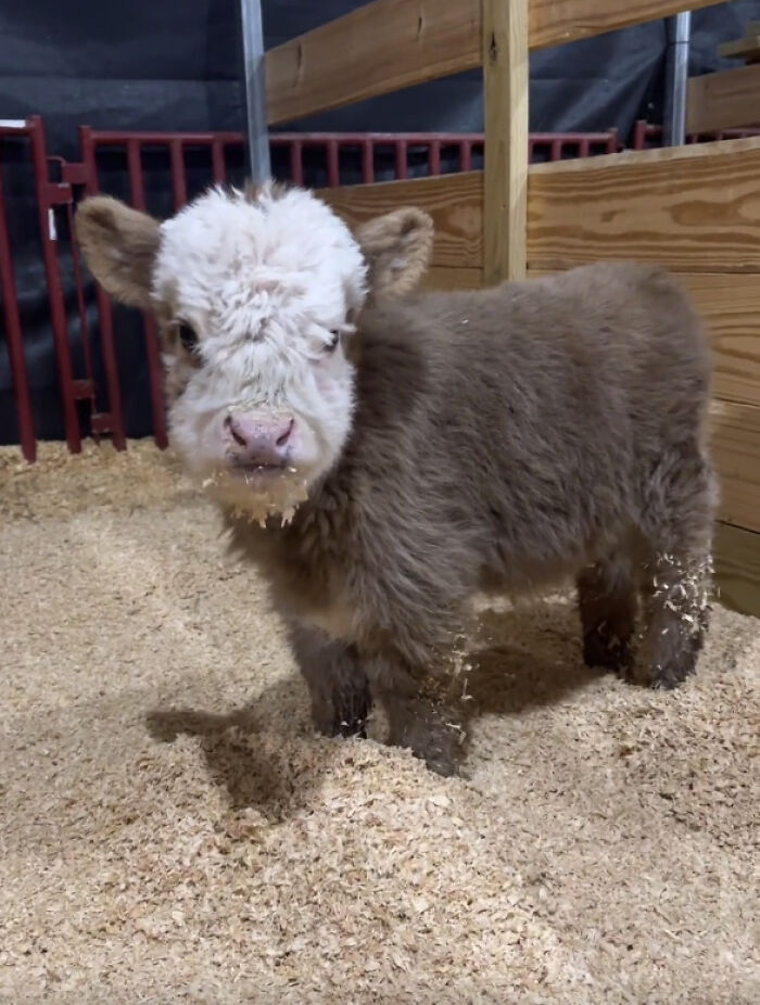 Ternero pequeño y peludo en cama de virutas de madera, imagen para relajación visual y eye bleach.