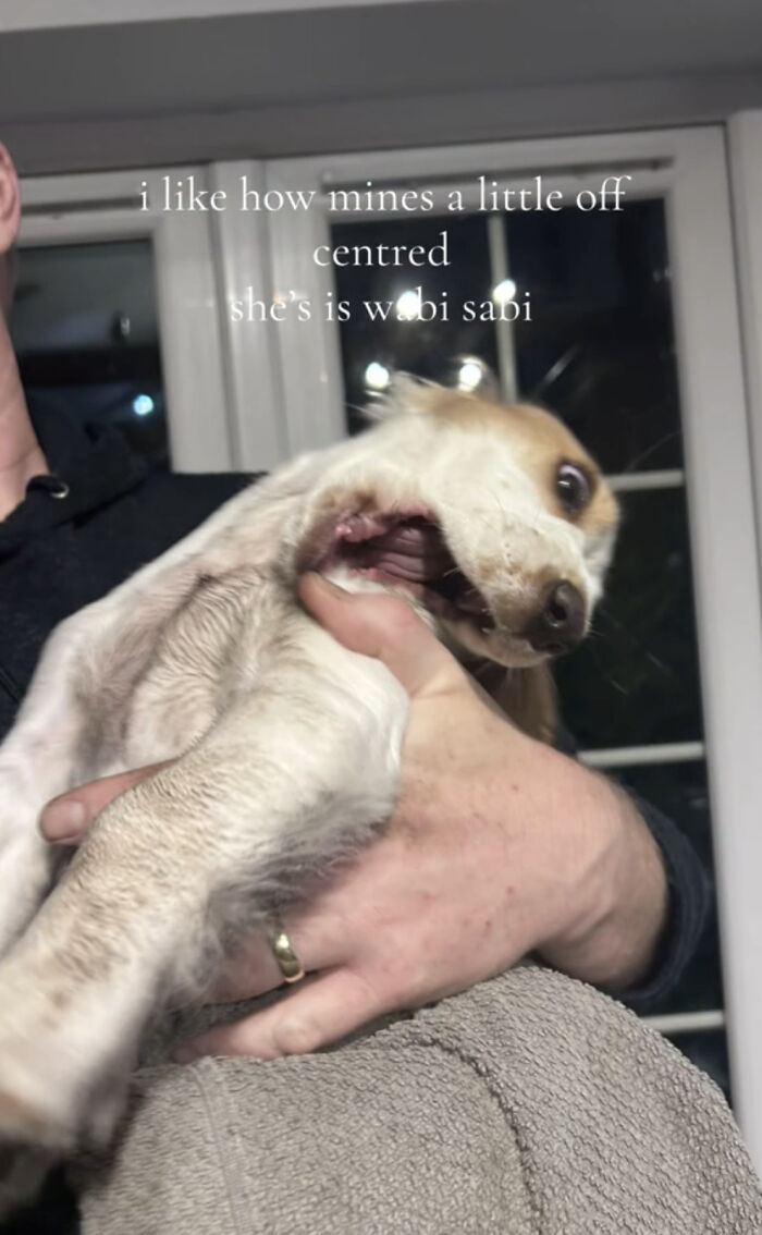 Persona sosteniendo un perro único que muestra su personalidad y celebrando lo que los hace especiales.