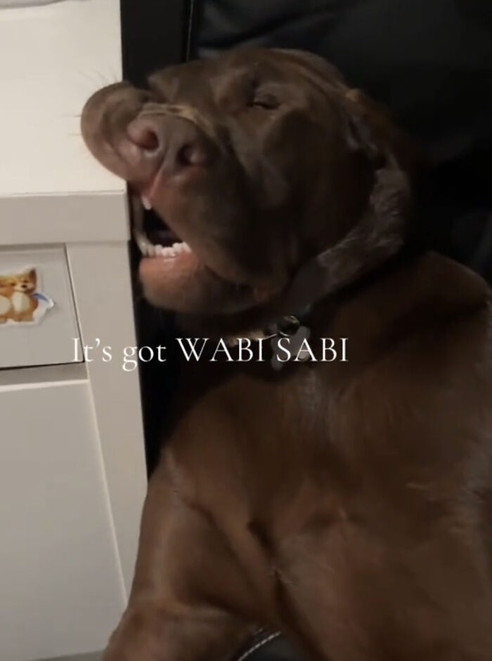 Perro marrón mostrando característica única mientras celebra la belleza de ser diferente y especial.